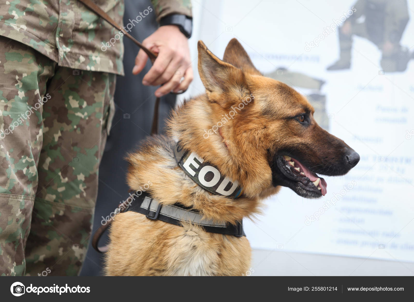 German Shepherd Army Dog Trained To Detect Explosives Together Stock Photo C Mircea Moira 255801214