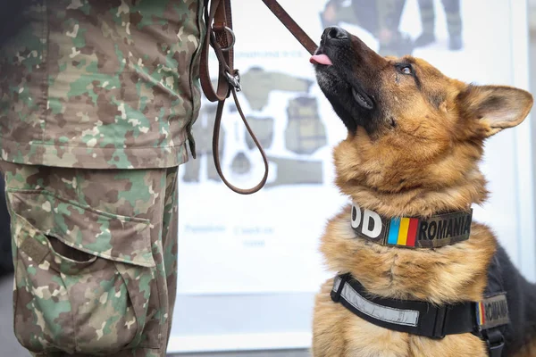 German shepherd army dog trained to detect explosives, together