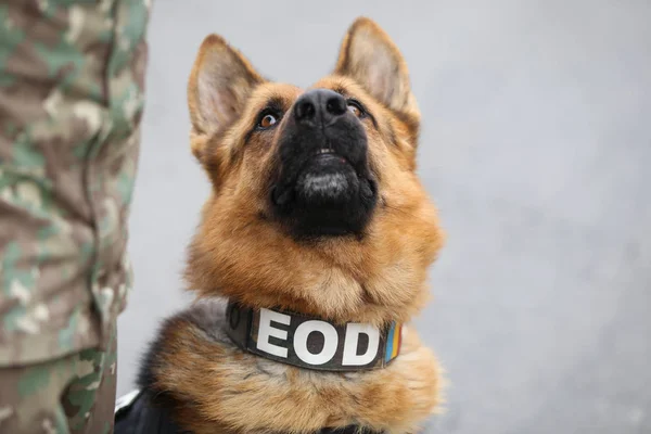 Pastor alemán perro del ejército entrenado para detectar explosivos, juntos — Foto de Stock