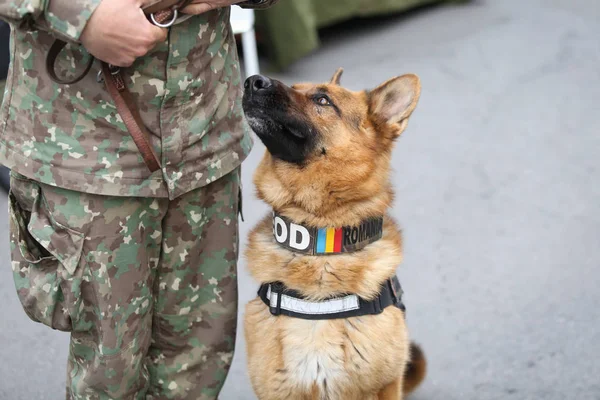 German shepherd army dog trained to detect explosives, together