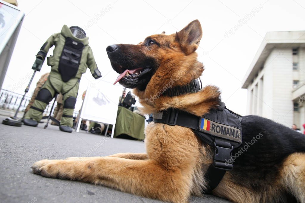German shepherd army dog trained to detect explosives, together 
