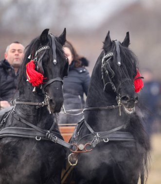 İki siyah güzel süslenmiş atlar bir araba çekin.