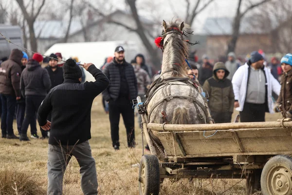 El hombre azota a un caballo adornado tirando de un carro de madera, ante un Epip — Foto de Stock