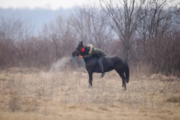 Homem é bareback montando um cavalo adornado antes de um Epiphany cele — Fotografia de Stock