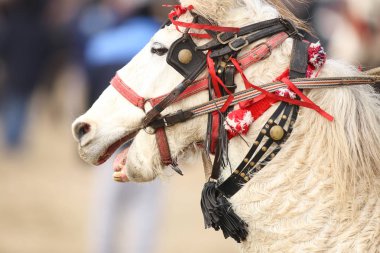 Romanya'nın kırsal kesiminde süslenmiş bir atla ilgili ayrıntılar