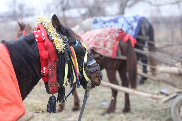 Romanya'nın kırsal kesiminde süslenmiş bir atla ilgili ayrıntılar — Stok fotoğraf