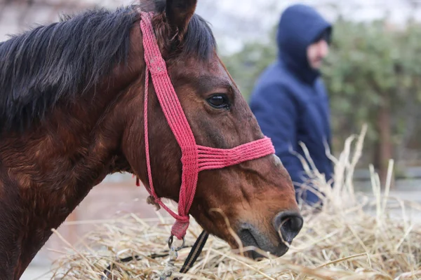 Detalhes com um cavalo adornado na Romênia rural — Fotografia de Stock