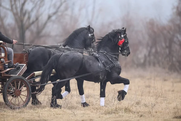 Dois cavalos adornados bonitos pretos puxam uma carroça — Fotografia de Stock