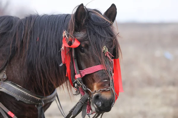 Detalhes com um cavalo adornado na Romênia rural — Fotografia de Stock