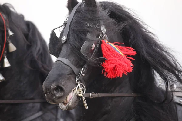 Detalhes com um cavalo adornado na Romênia rural — Fotografia de Stock