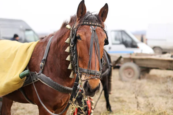 Detalhes com um cavalo adornado na Romênia rural — Fotografia de Stock