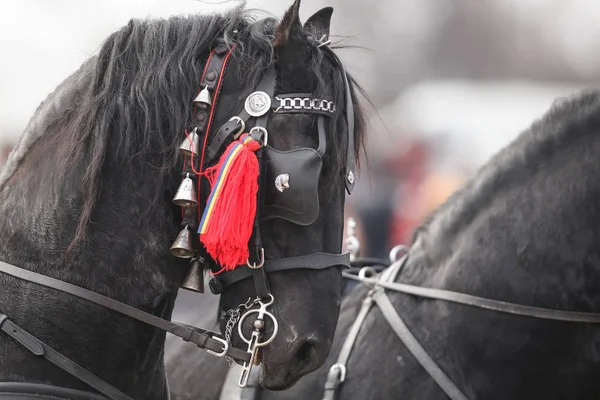 Detalhes com um cavalo adornado na Romênia rural — Fotografia de Stock