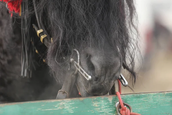 Detalhes com um cavalo adornado na Romênia rural — Fotografia de Stock