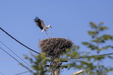 Bir elektrik direğinin üstüne yapılmış bir yuva üzerinde Stork iniş 