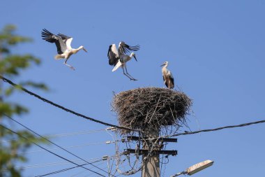 Bir elektrik direğinin üstüne yapılmış bir yuva üzerinde Stork iniş 