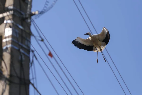 Čáp létající nad elektrizační dráty ve venkovském území Rumunska. — Stock fotografie