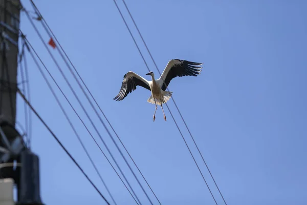 Stork flying above electricity wires in a rural area of Romania.