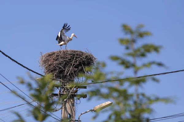 Čáp přistál na hnízdečku, která byla vyrobena na horní části elektrického pólu — Stock fotografie