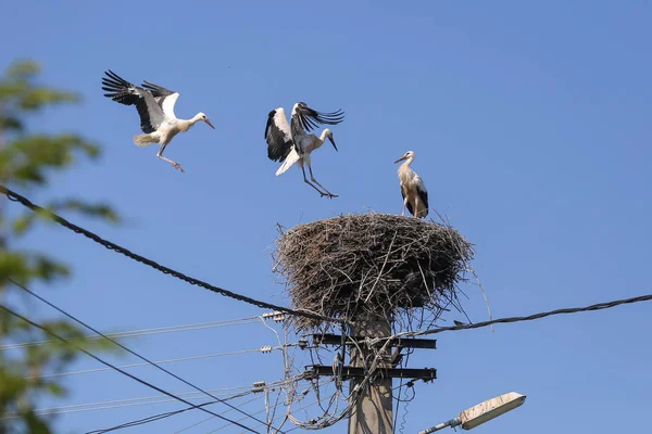 Cigüeña aterrizando en un nido que hicieron encima de un poste de electricidad — Foto de Stock