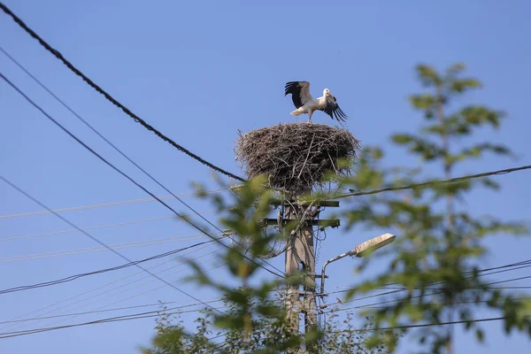 Cigüeña aterrizando en un nido que hicieron encima de un poste de electricidad — Foto de Stock