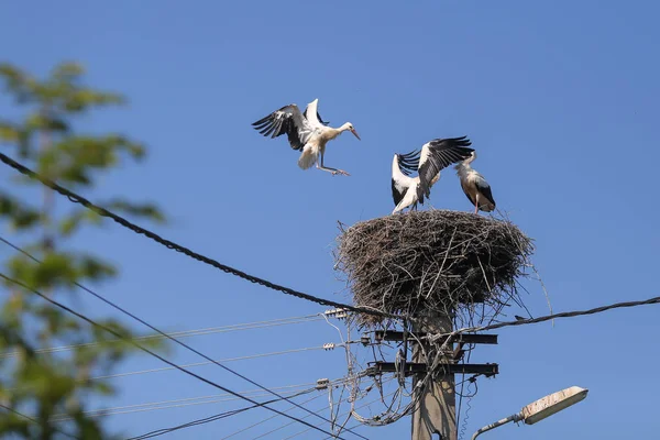 Cigüeña aterrizando en un nido que hicieron encima de un poste de electricidad — Foto de Stock