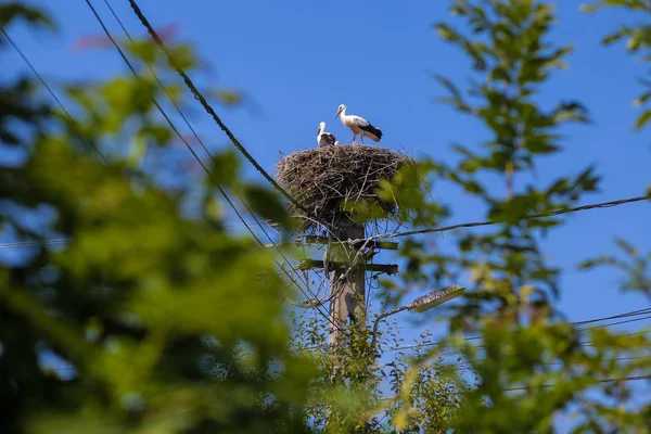 Family of storks living on a nest they made on top of an electri