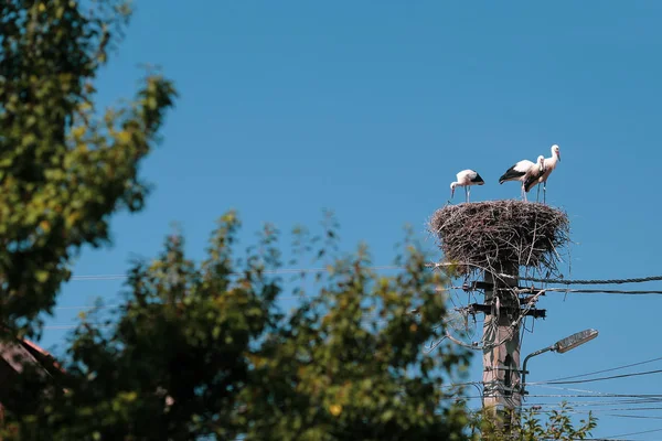 Rodina čápů žijících na hnízdě, kterou si udělali na elektri — Stock fotografie