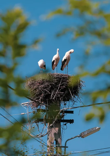 Family of storks living on a nest they made on top of an electri