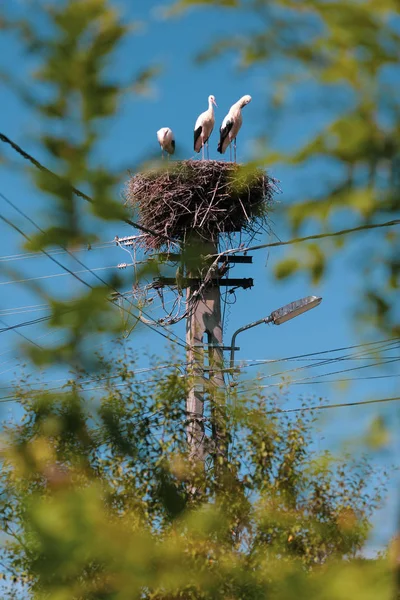 Familia de cigüeñas que viven en un nido que hicieron encima de un electri — Foto de Stock