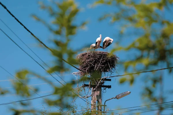 Familia de cigüeñas que viven en un nido que hicieron encima de un electri — Foto de Stock