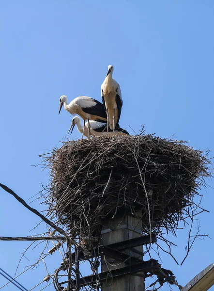 Familia de cigüeñas que viven en un nido que hicieron encima de un electri — Foto de Stock