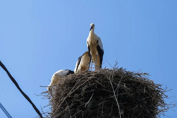 Familia de cigüeñas que viven en un nido que hicieron encima de un electri — Foto de Stock