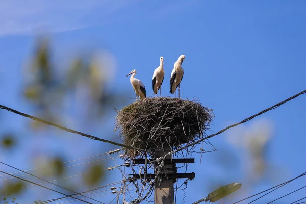 Familia de cigüeñas que viven en un nido que hicieron encima de un electri — Foto de Stock