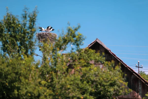 Family of storks living on a nest they made on top of an electri — Stock Photo, Image