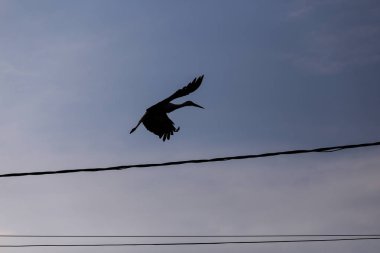 Ro bir kırsal alanda bir elektrik direğinin üstüne uçan Stork