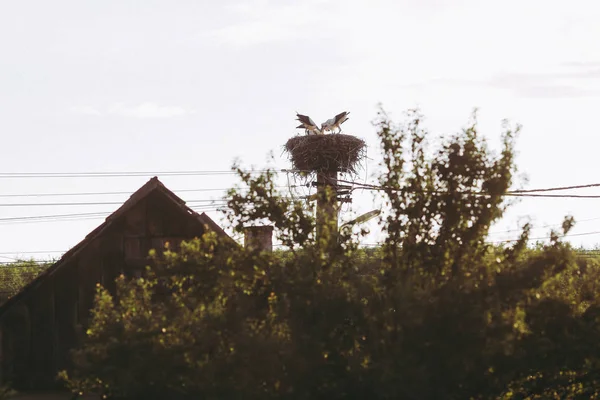 Family of storks living on a nest they made on top of an electri — Stock Photo, Image