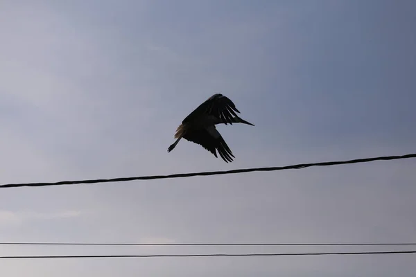 Stork flying on top of an electricity pole in a rural area of Ro