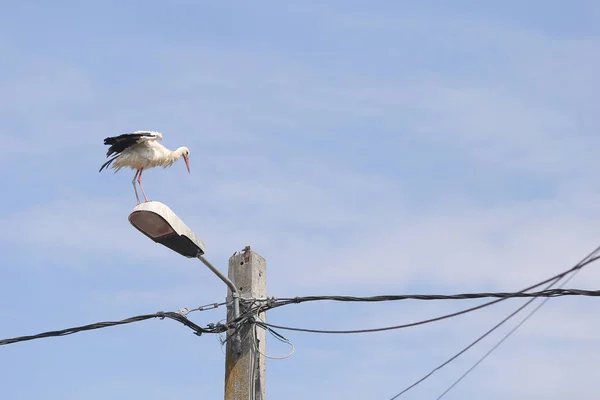 Stork on top of an electricity pole in a rural area of Romania. — Stock Photo, Image