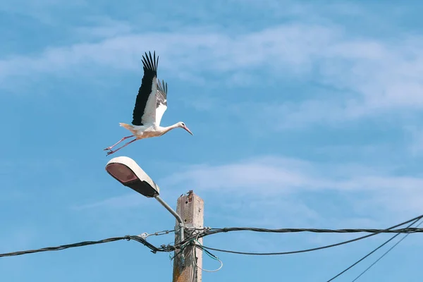 Stork taking off of an electricity pole in a rural area of Roman