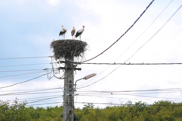 Familia de cigüeñas que viven en un nido que hicieron encima de un electri — Foto de Stock