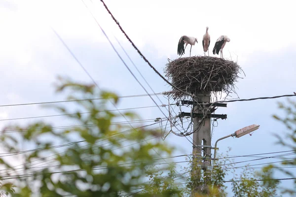 Familia de cigüeñas que viven en un nido que hicieron encima de un electri — Foto de Stock