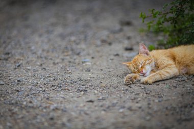 Anne turuncu kedi bir avlunun kayalık zemin üzerinde dayanıyor