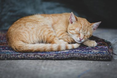 Turuncu kedi yerde bir halı üzerinde dayanıyor