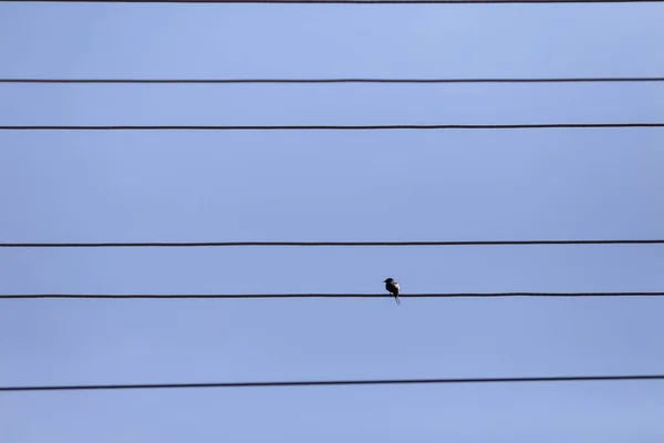 Одинокая птичка на силовых кабелях — стоковое фото