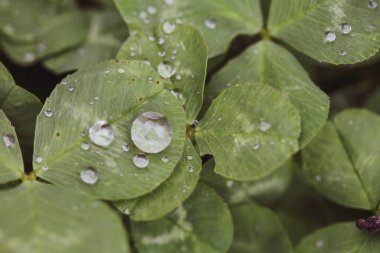 Bir ra sırasında üç yaprak yonca üzerinde yağmur damlaları yakın çekim görüntü