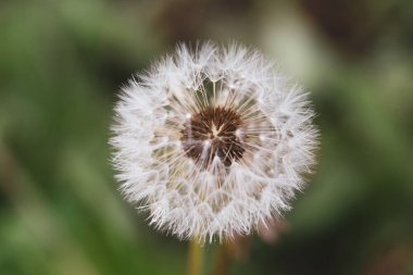 Sırasında bir tohumlama karahindiba çiçeği (Taraxacum) yakın çekim görüntü 