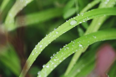 Çimen bir bıçak üzerinde yağmur suyu bir damla ile yakın çekim görüntü
