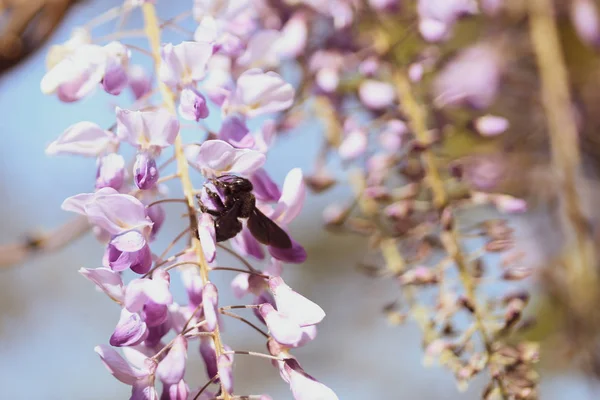 Close-up beeld met een hommel met stuifmeel op hem bestuiven i — Stockfoto