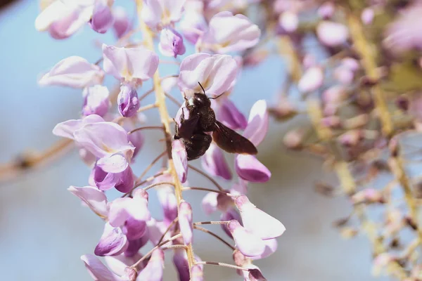 Close-up beeld met een hommel met stuifmeel op hem bestuiven i — Stockfoto