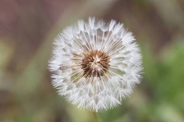 Imagem de close-up de uma flor de dente-de-leão que semeia (Taraxacum) durante — Fotografia de Stock